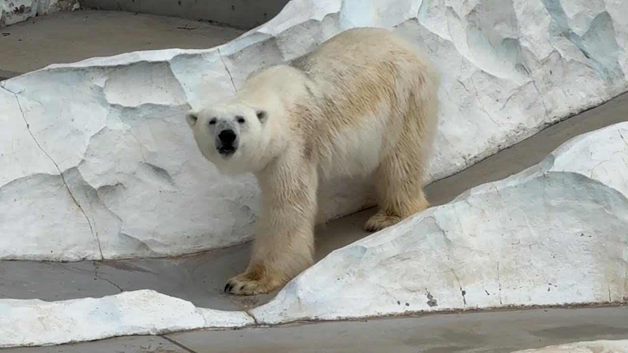 デアちゃんが居なくて寂しそうなイコロくん【‎2026年1月20日‎】【上野動物園】ホッキョクグマ