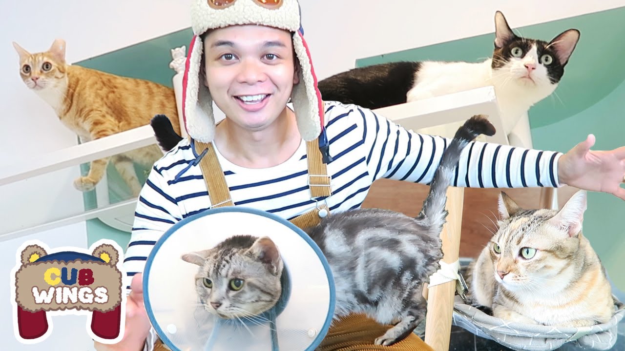 Learn About Cats and Kittens at Cat Cafe | Cute Cat Facts For Kids | Cub Wings Kids Learning Videos