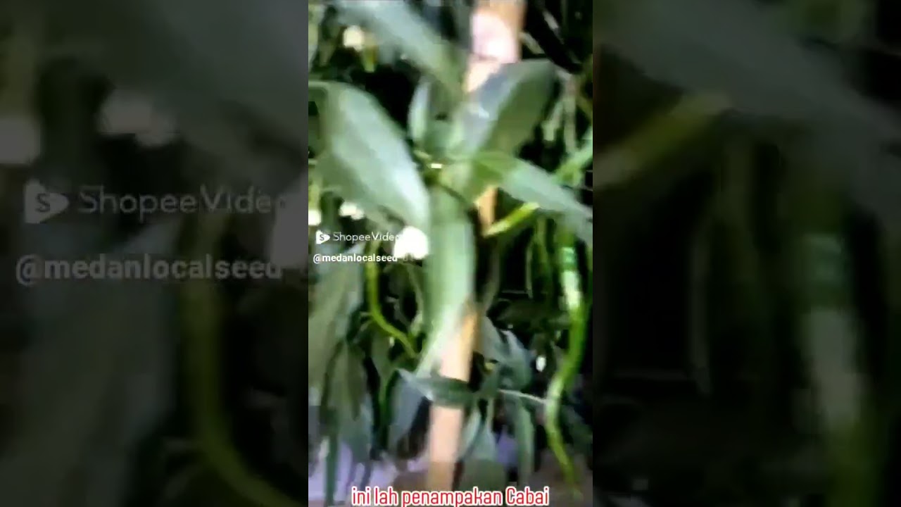Bibit Cabe Indrapura Reborn Sangat Cepat Panen Mulai 65 hari