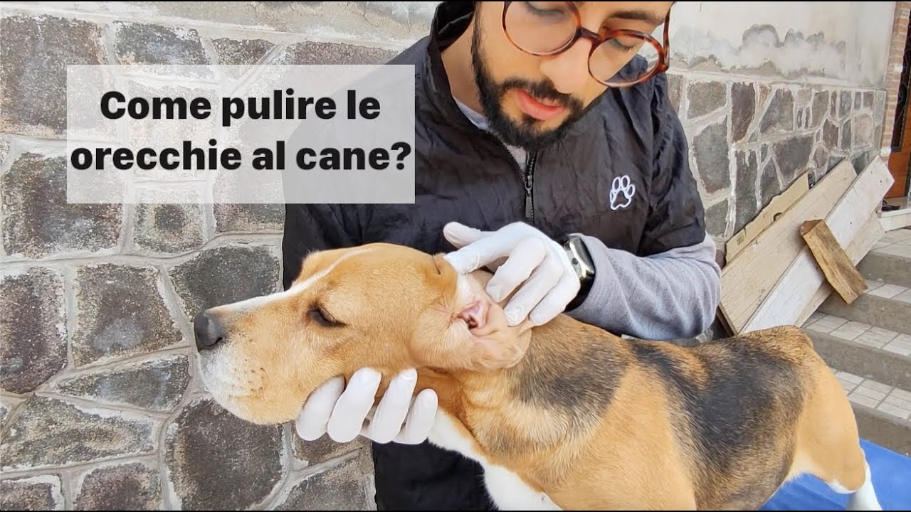 Come PULIRE LE ORECCHIE AL CANE?