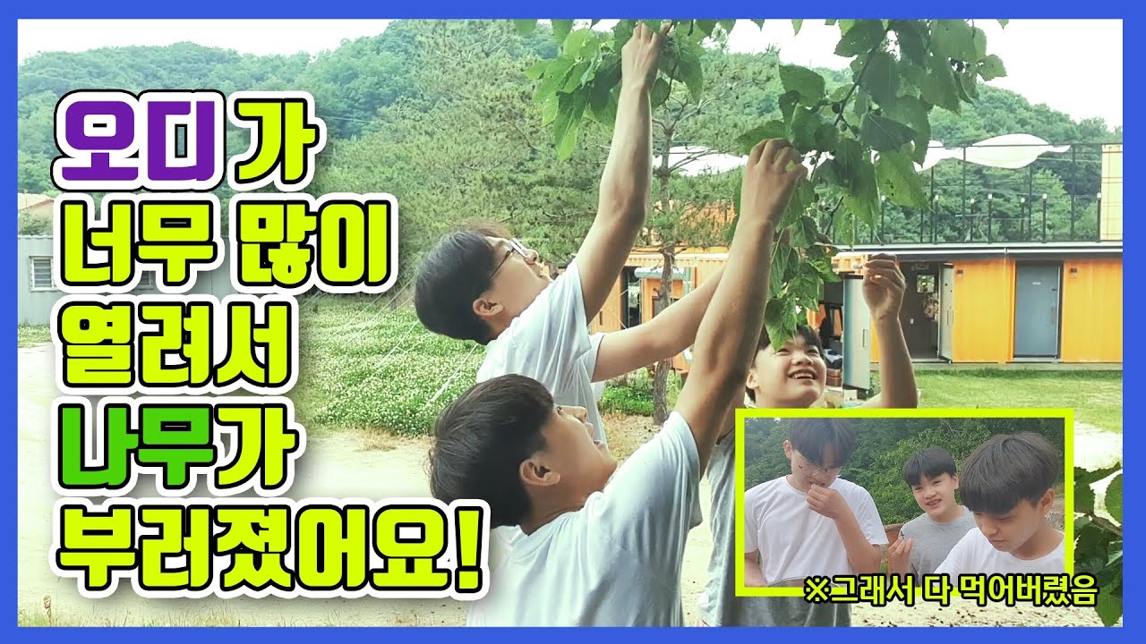 오디가 너무 많이 열려서 나무가 부러졌어요 [총각엄마TV]