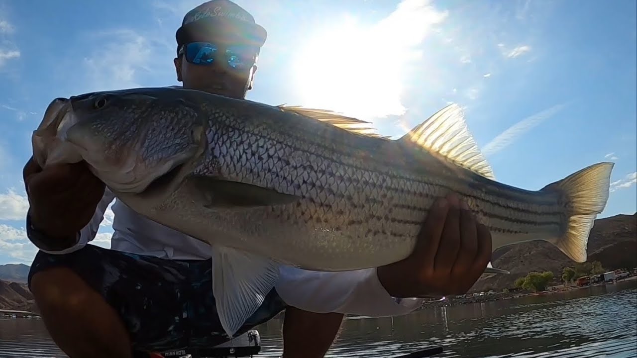 3 for 50 pounds of striper casting and retrieving big swimbaits