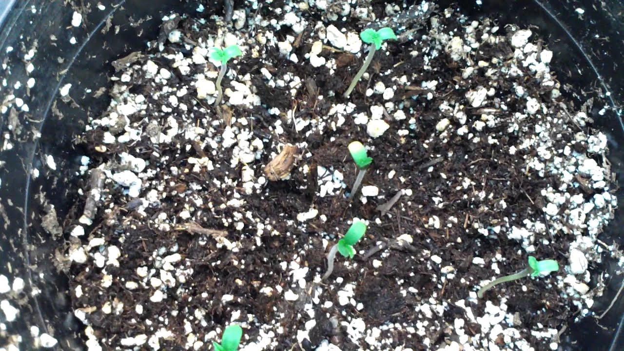 Mini CFL Grow Week 6 Flowering
