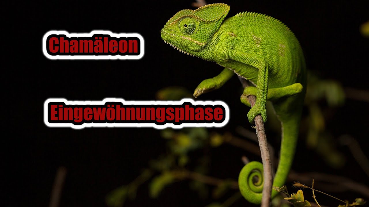 CHAM&Auml;LEON neu WAS TUN? | Cham&auml;leon Basics