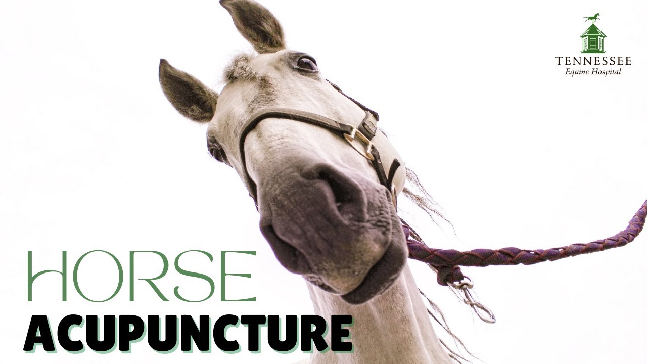 Horse Acupuncture with Dr. Emily Guest