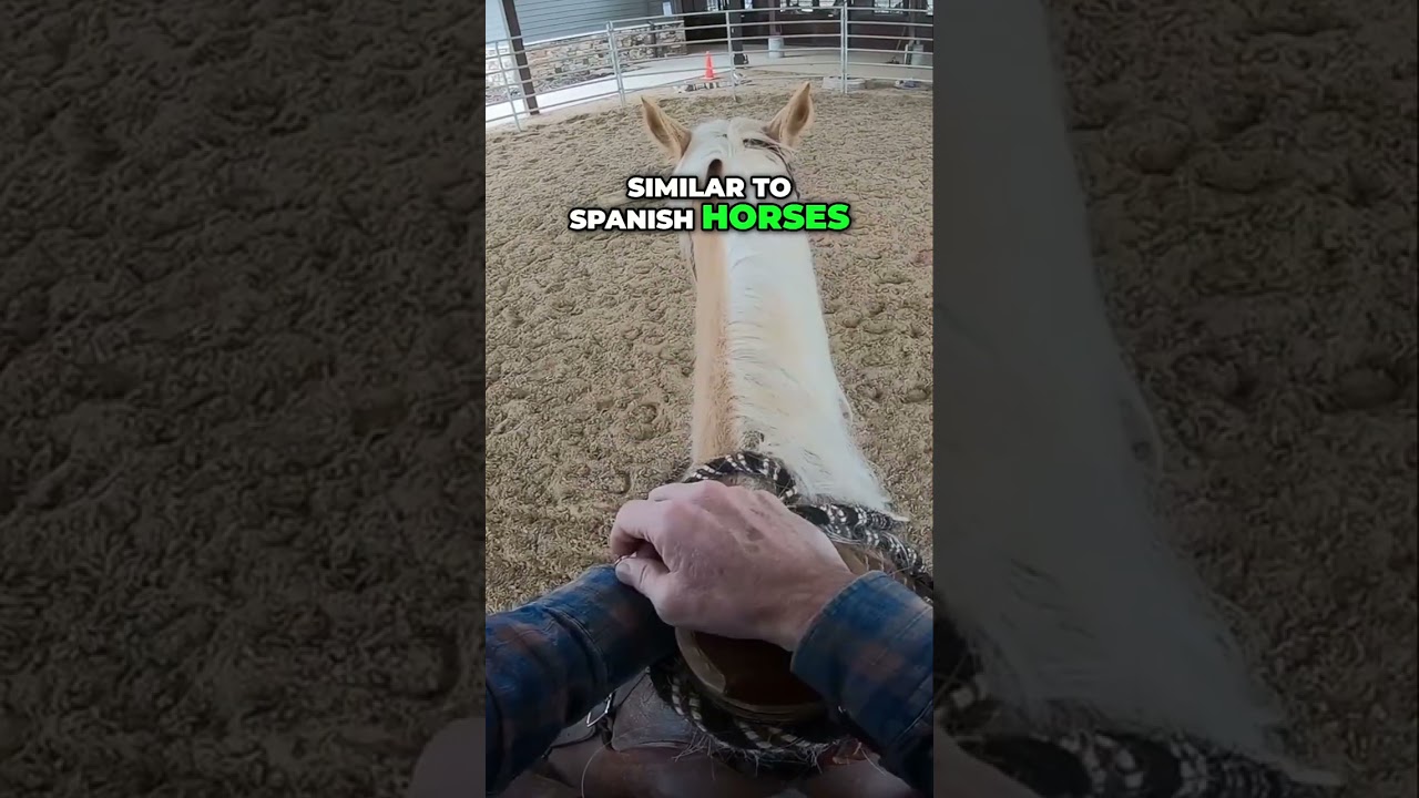 Tennessee Walking Horses: Comparing to Spanish Breeds