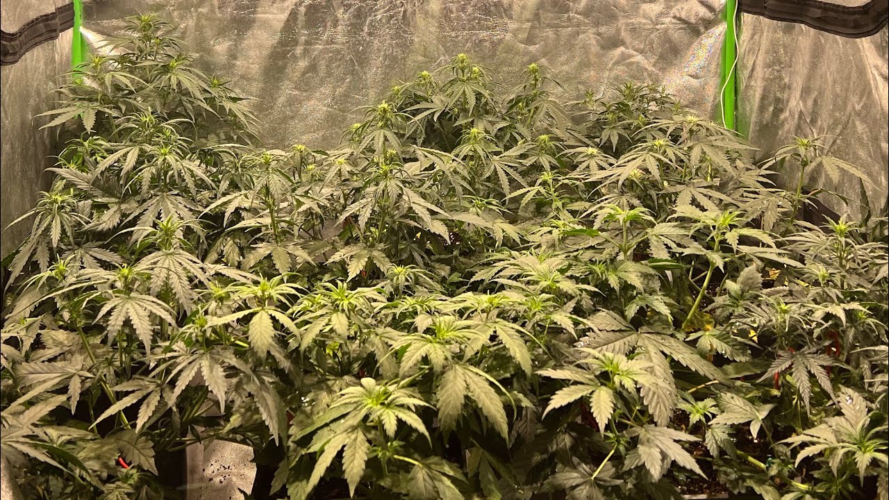 Seguimiento  sweet mix auto del banco sweet seeds