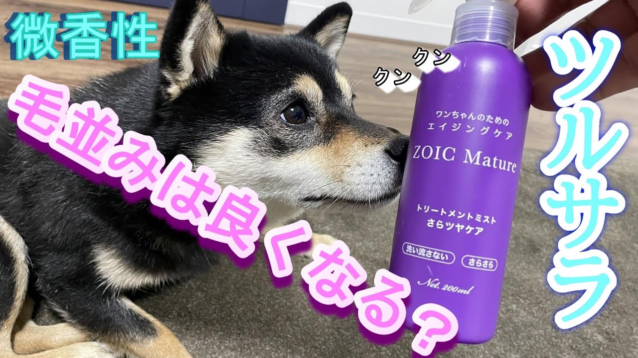ＺＯＩＣゾイック　マチュアトリートメント　サラツヤケア　ブラッシングついでに凛と雪にやってみた！毛のお手入れ、犬の匂いやブラッシングは良くなるのか？ハートランド #dog #嫌がる犬 #逃げる犬