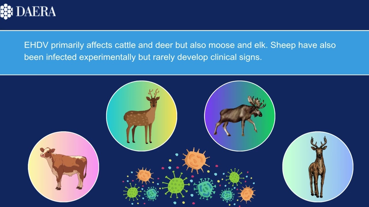 Epizootic Haemorrhagic Disease (EHDV)