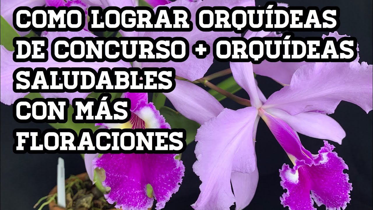Como tener Orquídeas de Concurso | Mejores flores y Orquídeas saludables