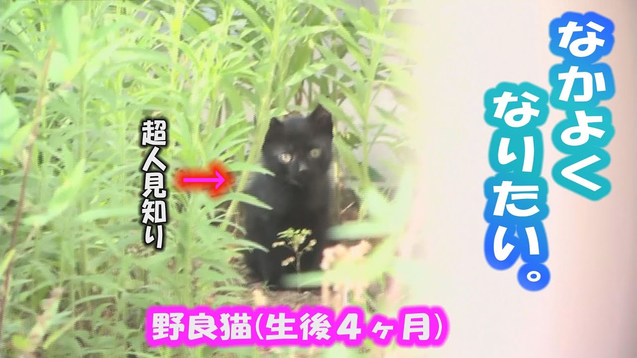 狐と狸と猫が来る家DAY19 子猫が遊ぶ姿で癒やされました。でも母は育児に必死です。