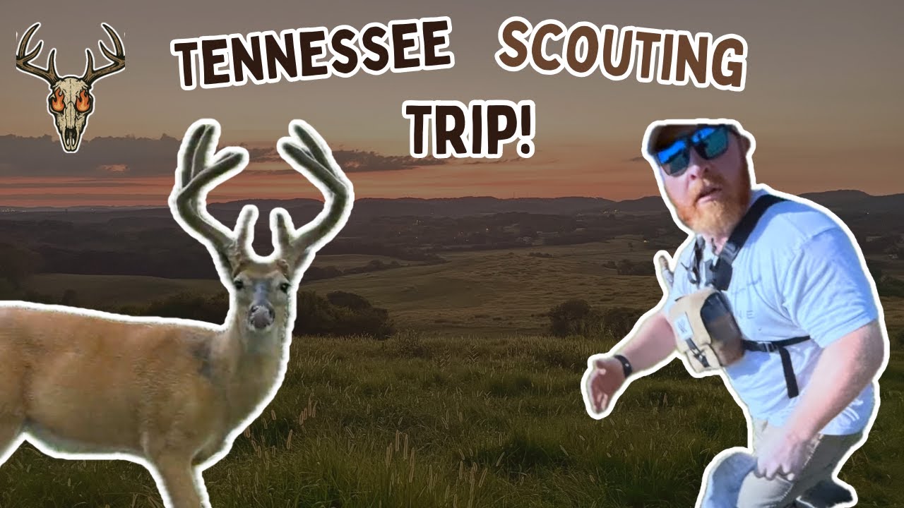 TENNESSEE SCOUTING TRIP ! BIG WOODS AND BIG DEER !!!!!!!!
