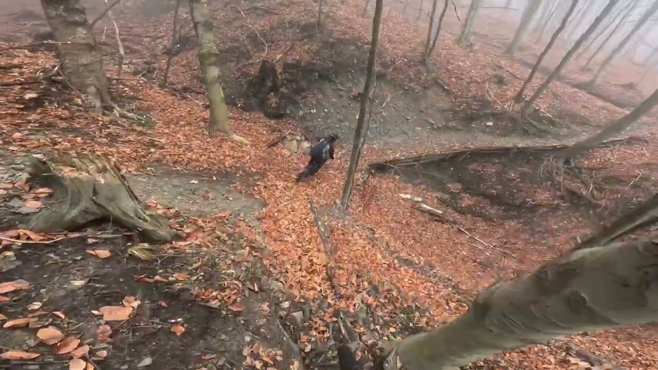 Jaszczur 🇵🇱 🦎