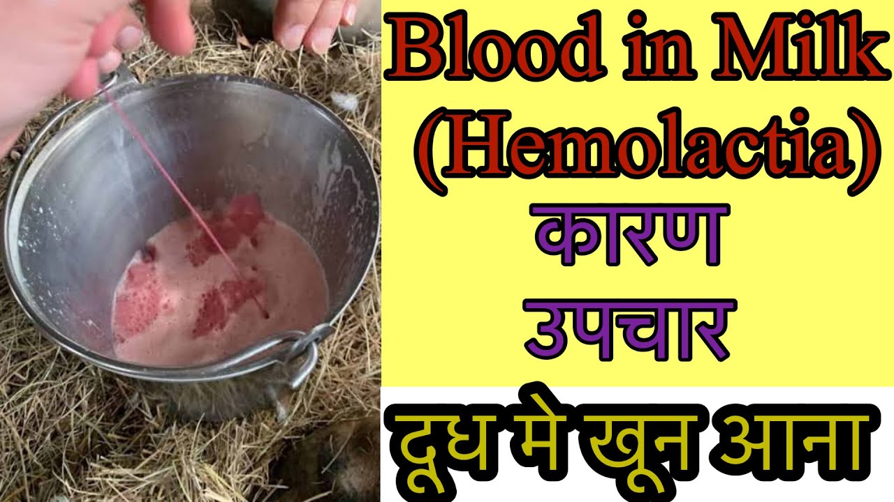 Blood in Milk |Hemolactia| दूध मे खून आना | कारण और उपचार | Red Milk | Dr vineet verma 