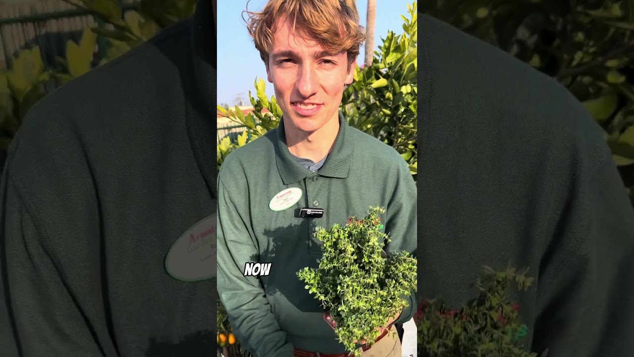 How to Grow Blackberries in a Container!