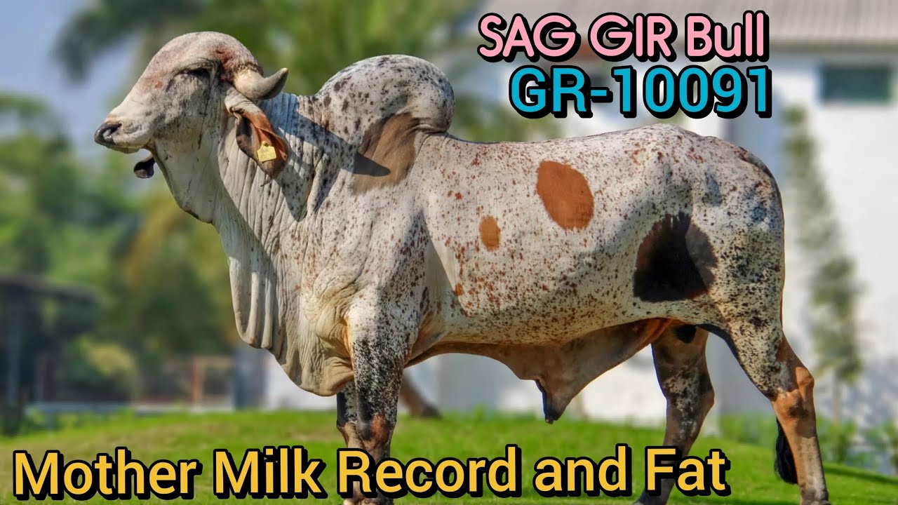 SAG Top GIR Bull GR-10091 Mother Milk Record and Fat ! #sag #top #gir #bull #cow #abc #abs #milk #hf