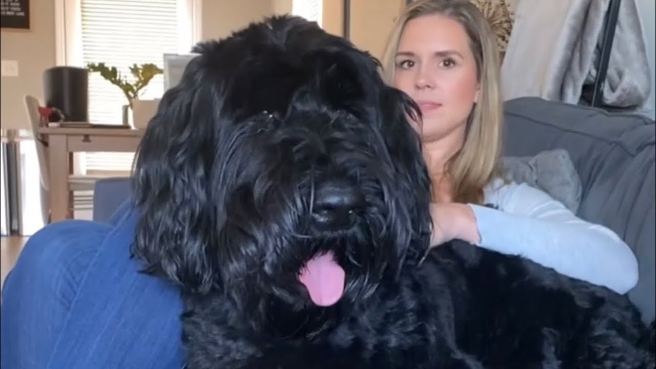 Come feed our raw fed Giant Schnauzer Thor with me! #dog #food