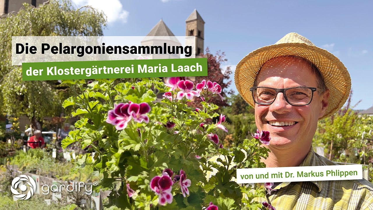 Die Pelargonien von Maria Laach , Geranien, Duft-Pelargonien | gardify Tipps