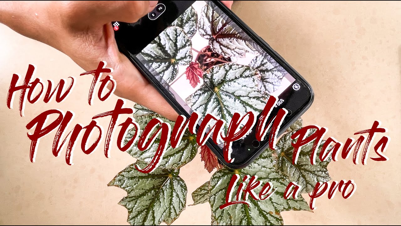 How to photograph plants like a pro