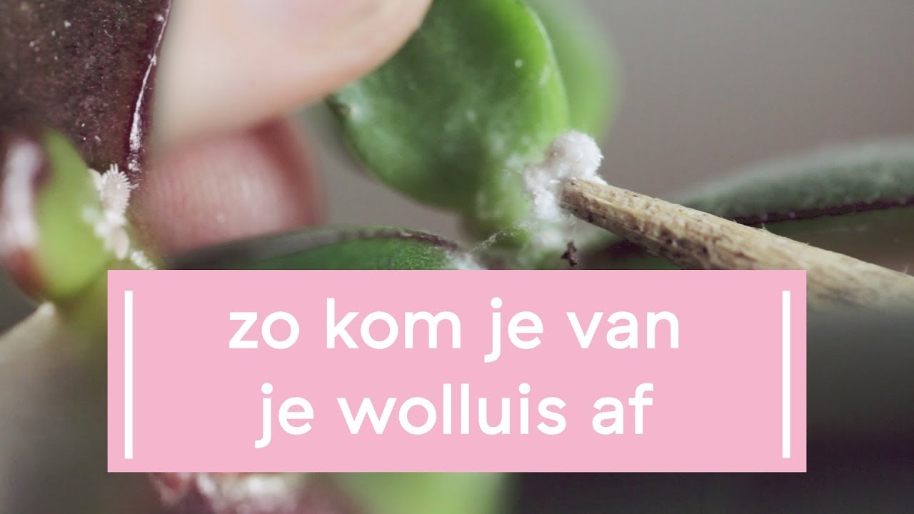 Zo kom je van je wolluis af - Super Groene Vingers