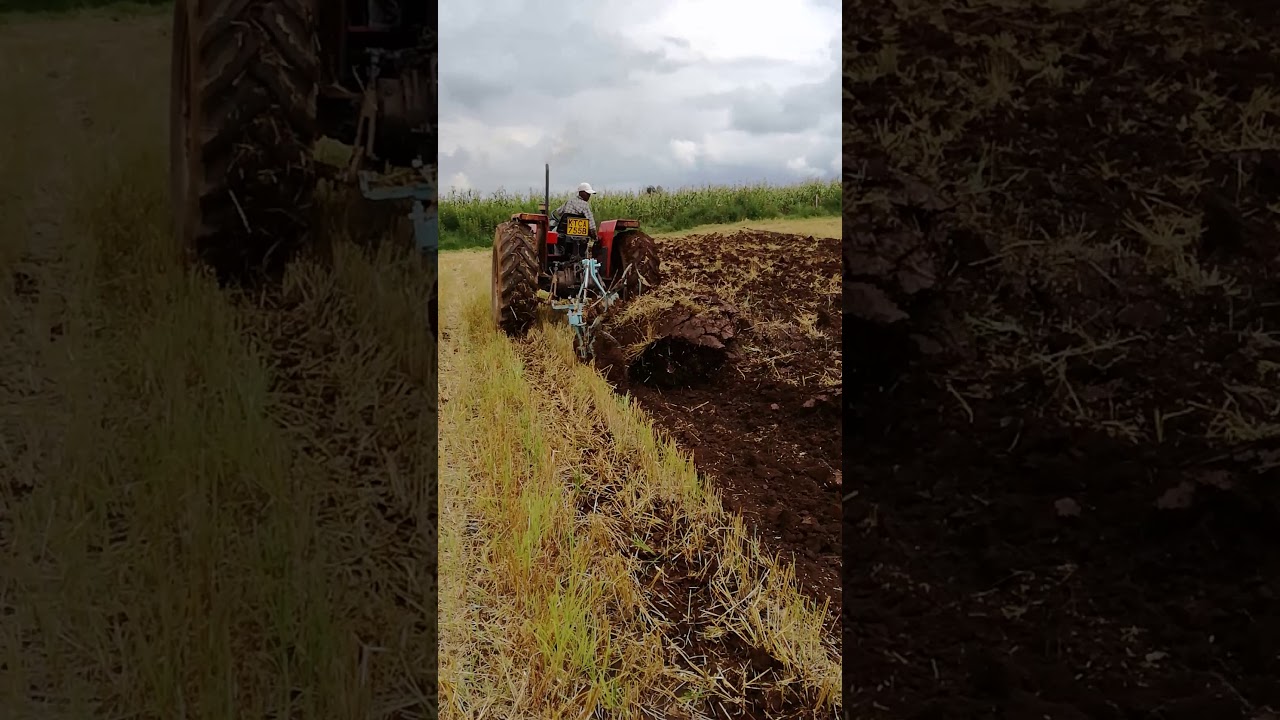 MF 375 with a Nardi plough.