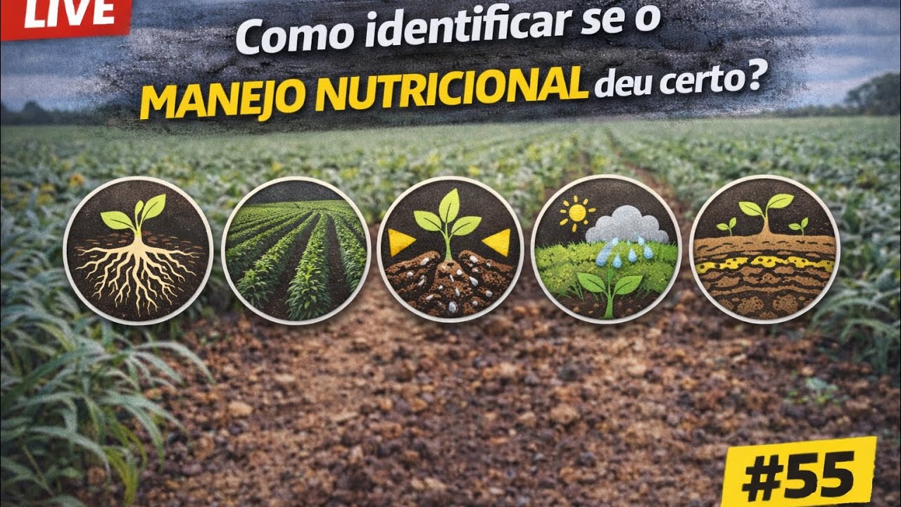 Como avaliar se o manejo da fertilidade está correto?55