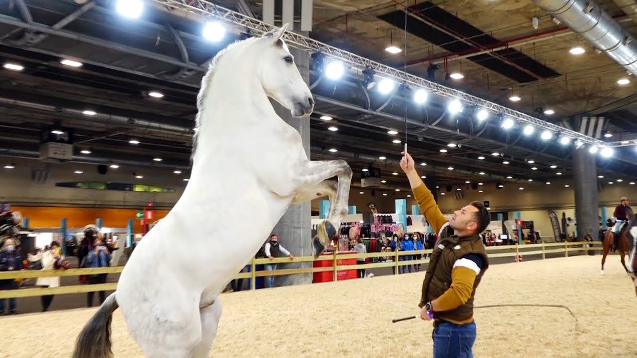 Madrid Horse Week 2021, el mayor evento hípico de España
