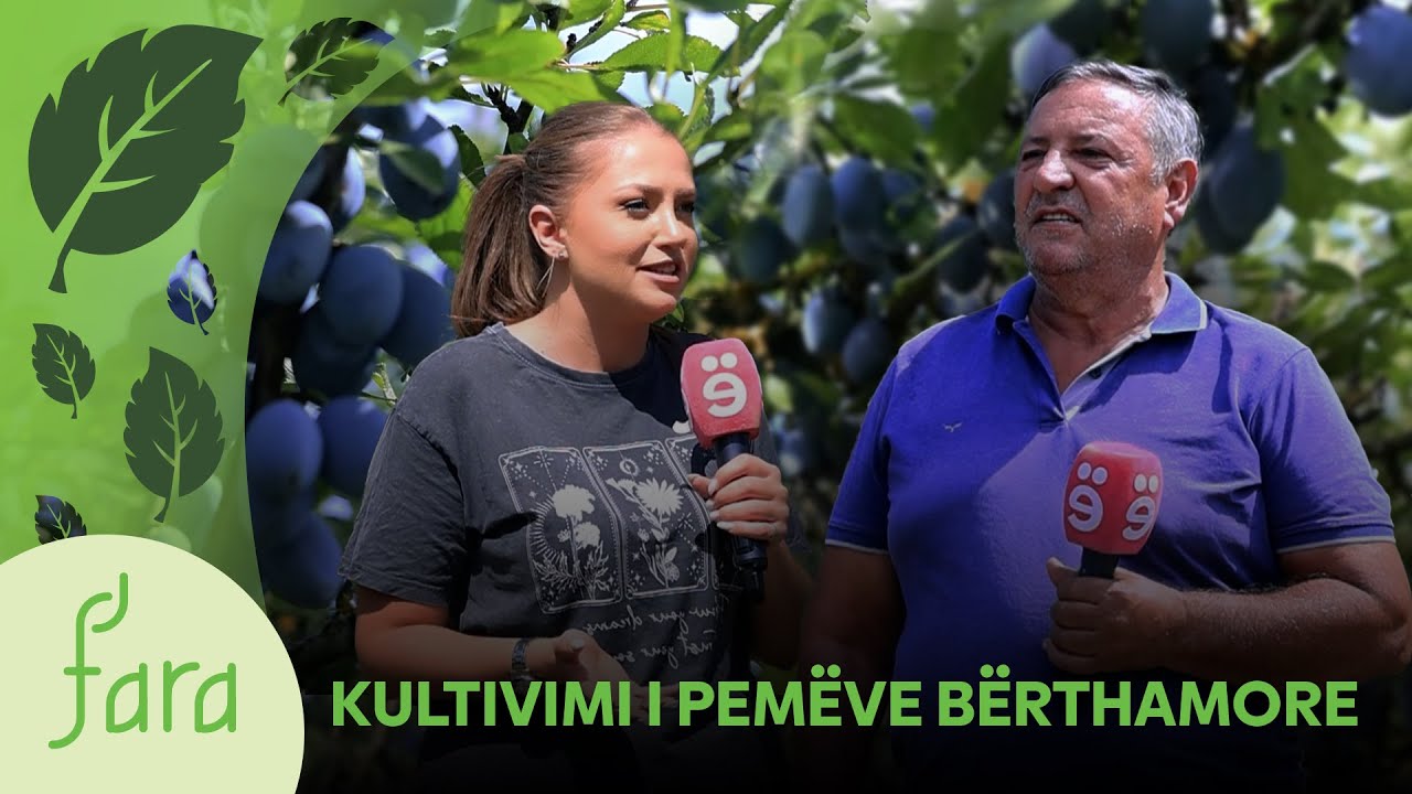 FARA –KULTIVIMI I PEMEVE BERTHAMORE 31.08.2025 @teve1