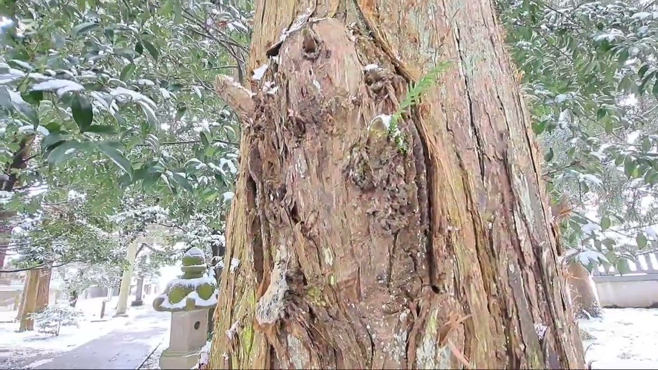 杉原神社さま　初詣　令和8年2月7日