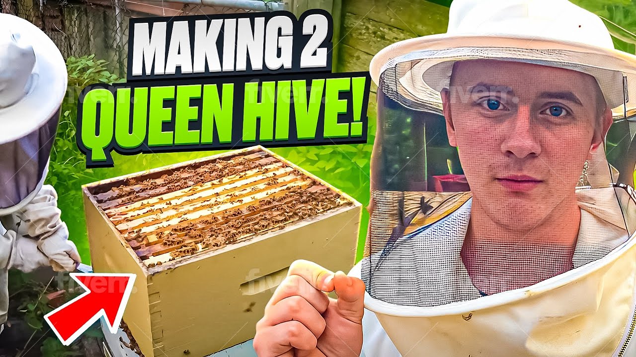 Creating A Dual Queen Hive To DOUBLE My Honey???