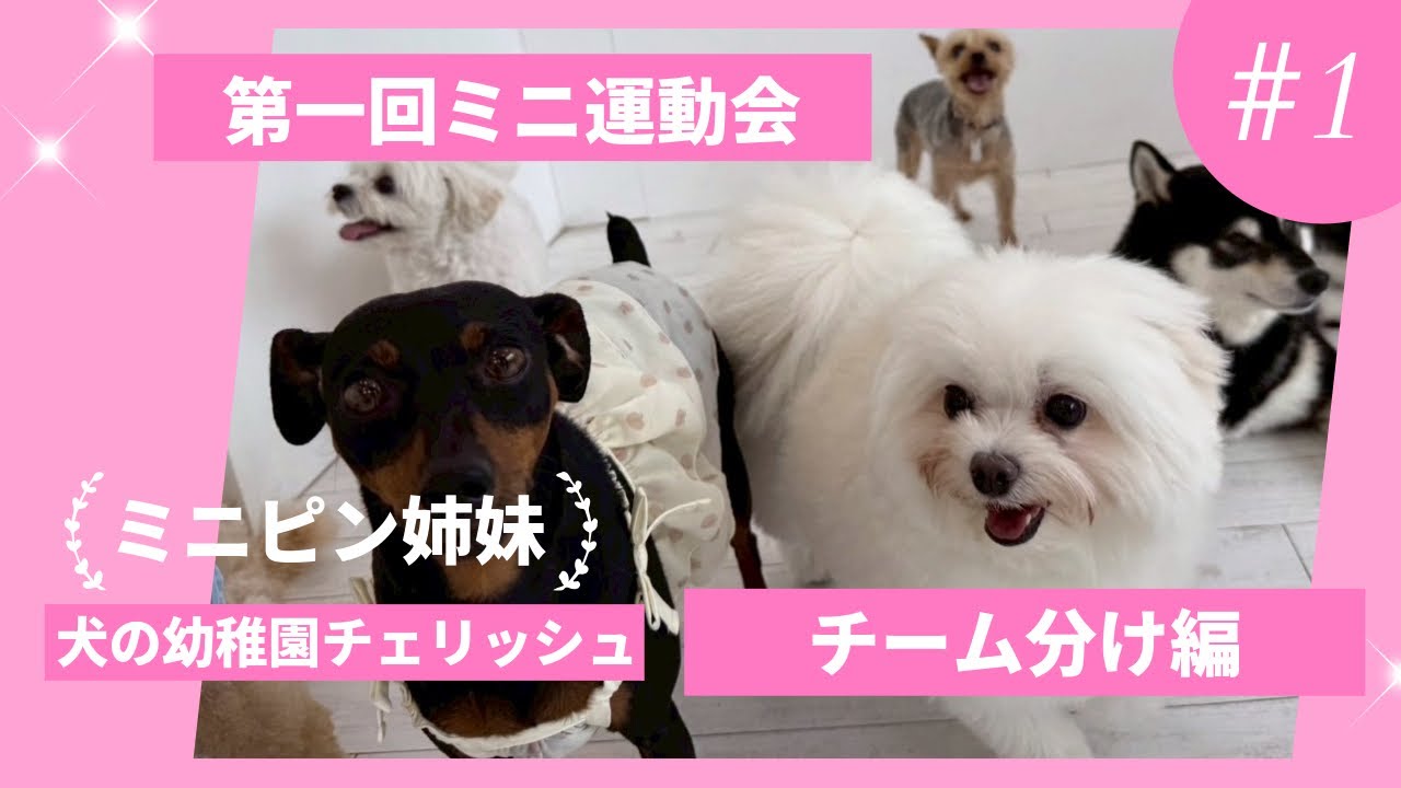 【ミニ運動会 第1回】チェリッシュ初開催！ミニピン姉妹・蘭世と鈴世、まさかのアウェー感！？🐾