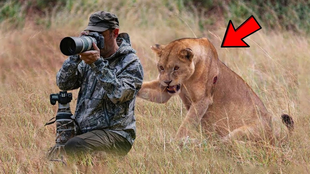 Die SCHLIMMSTEN Tierangriffe Auf Fotografen Aller Zeiten