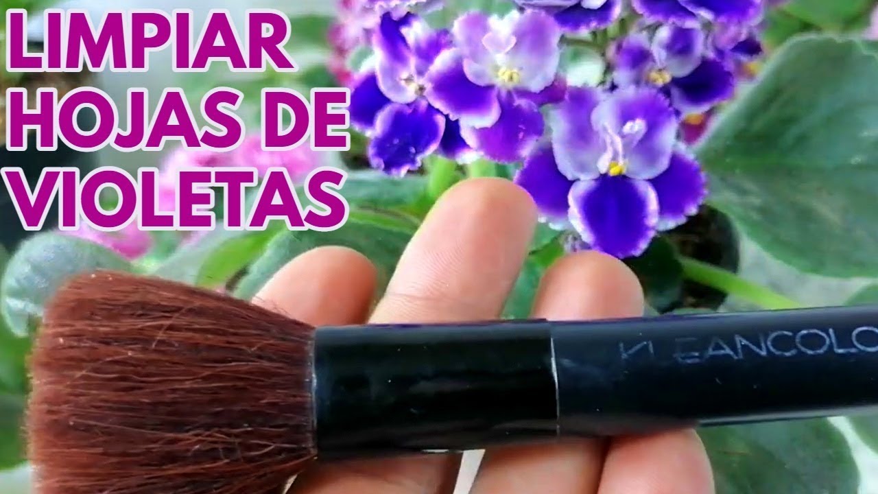 violetas africanas como limpiar las hojas chuyito jardinero