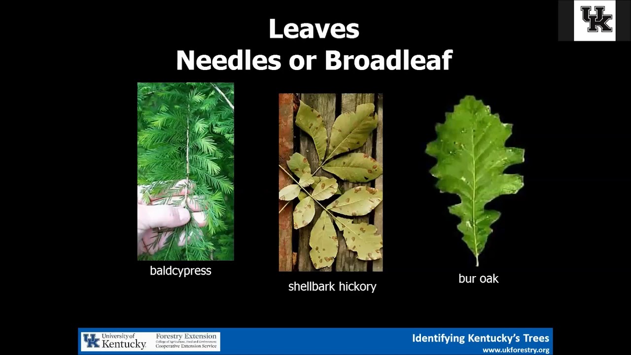 Identifying Kentuckys Trees