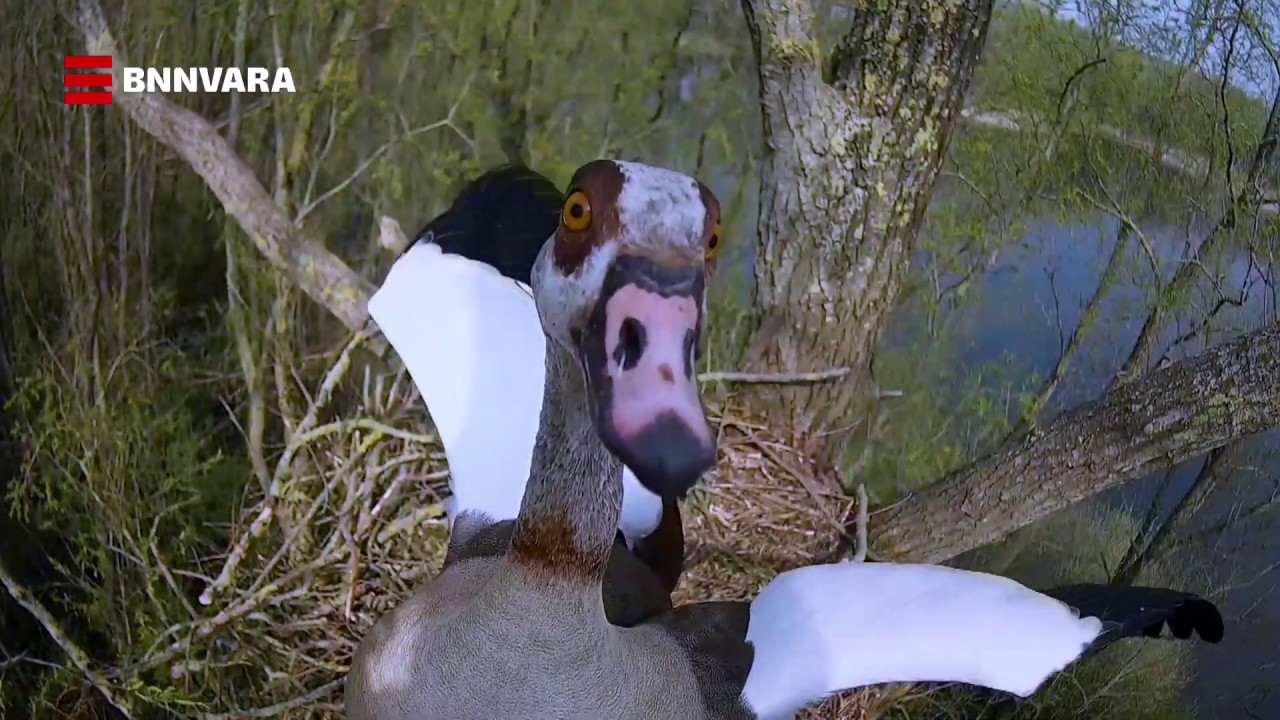 17 april 2020 | Beleef de Lente | Vroege Vogels