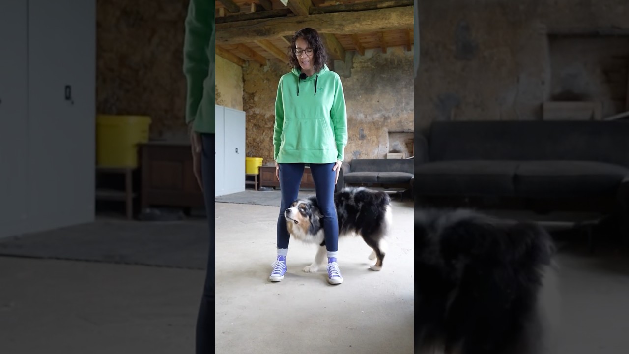 Comment apprendre des trucs de dingue &agrave; son chien ? #dogdancing #ob&eacute;issance