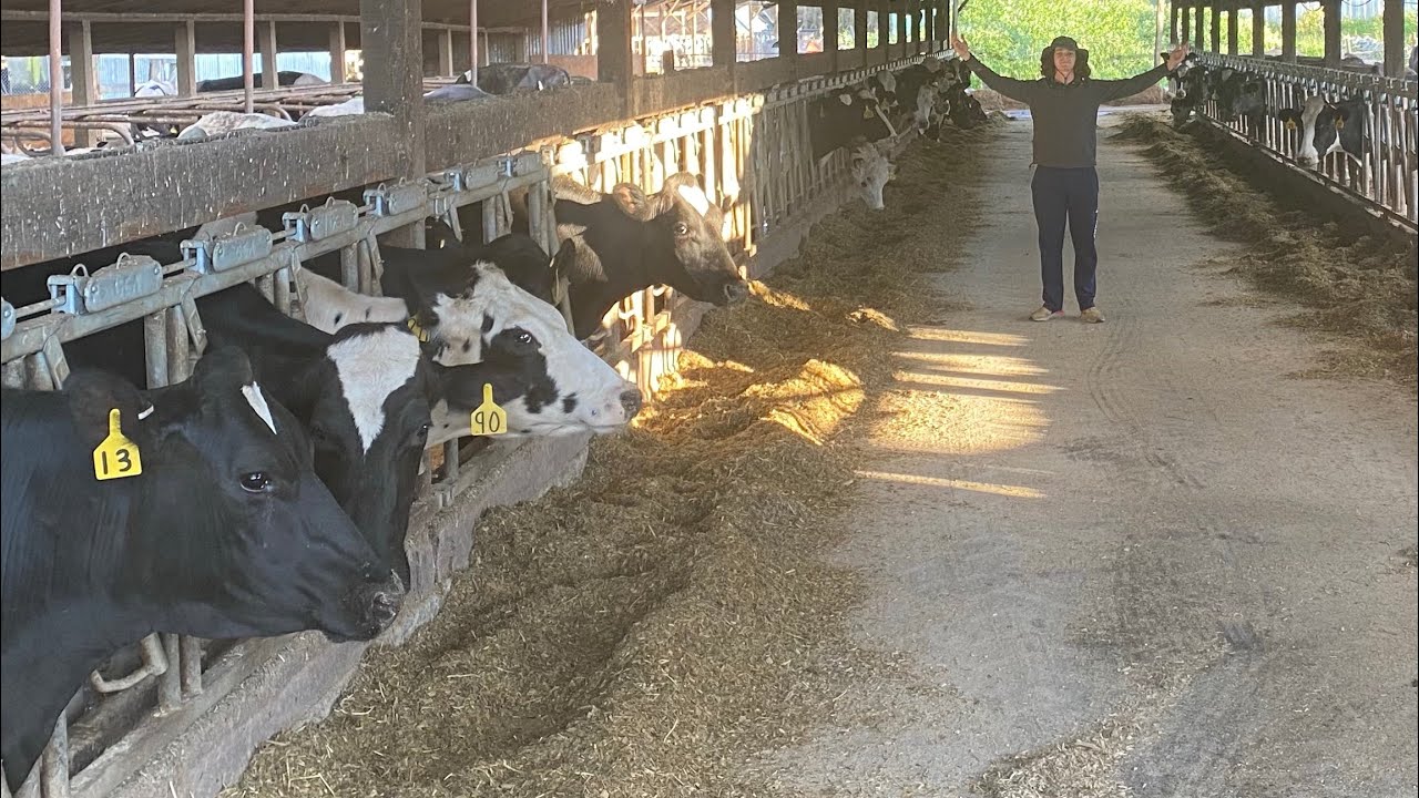 What it takes to feed 1000 dairy cows in a day.
