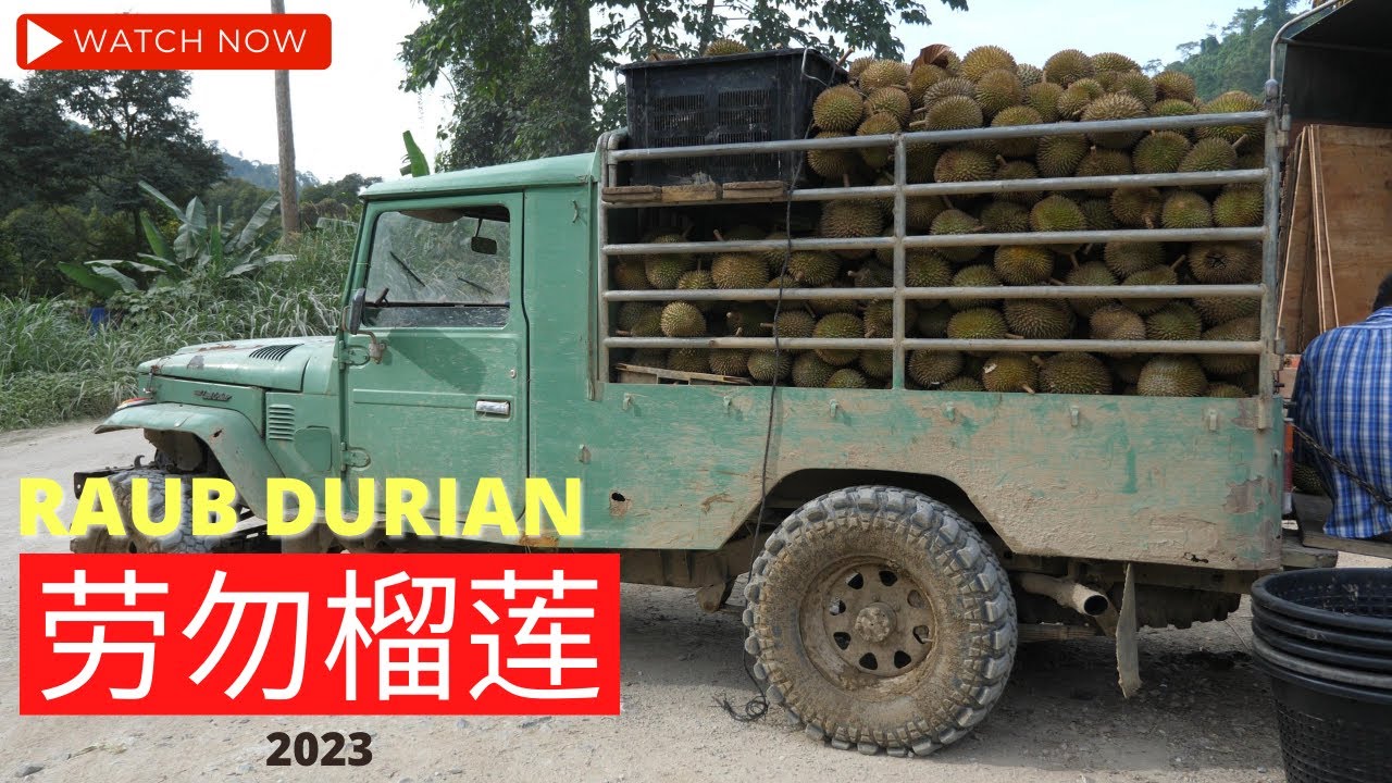 彭亨劳勿榴莲记｜Pahang Raub Musang King Durian