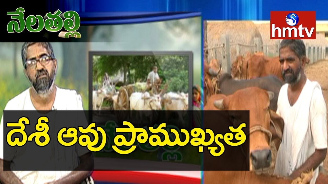 Desi Cow Importance In Natural Farming | Farmer Vijay Ram | Nela Talli | hmtv