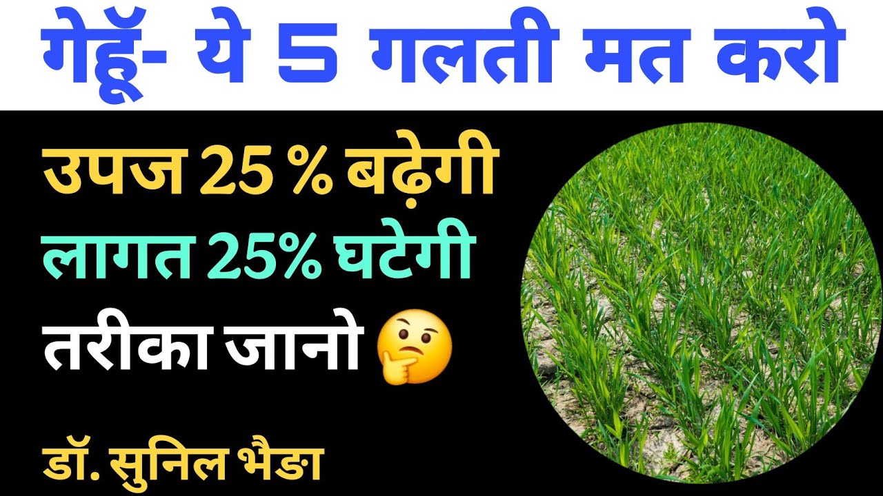 गेहूं में सबसे बड़ी गलती- उपज कम क्यों होती है? सही सिंचाई, खाद, माइकोराइजा व स्प्रे योजना जानें