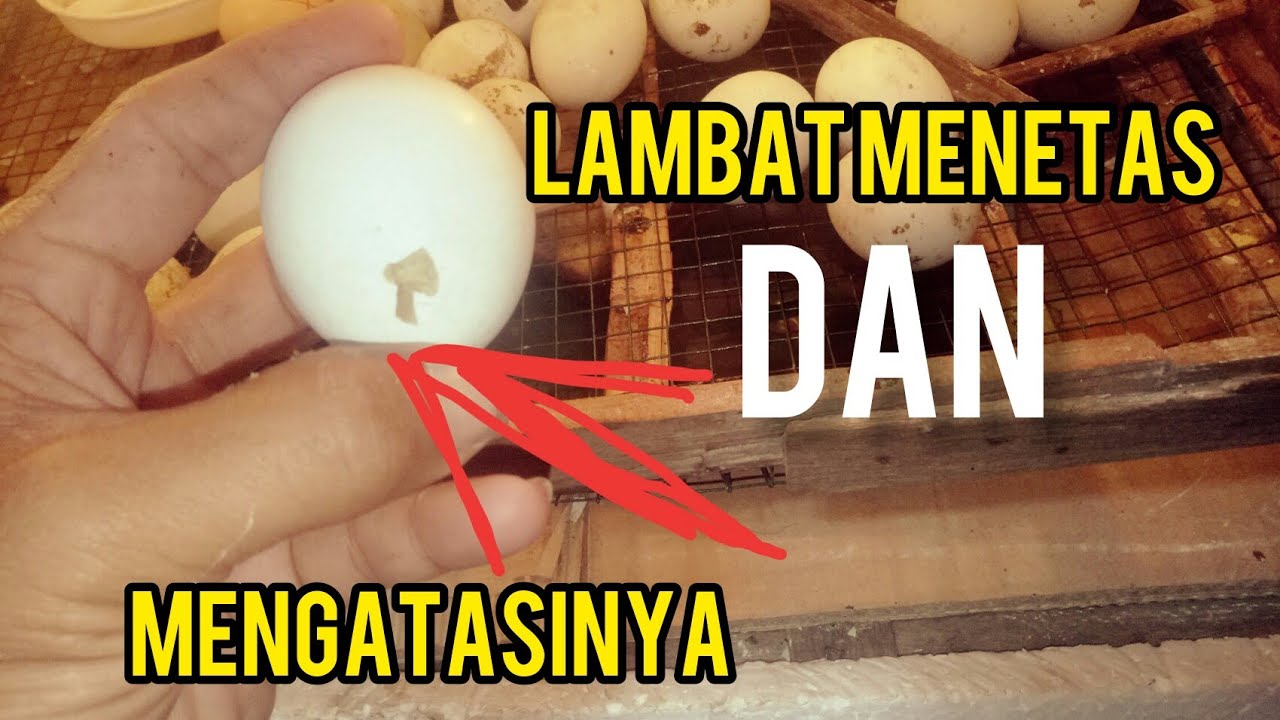 lambat menetas dan cara mengatasinya