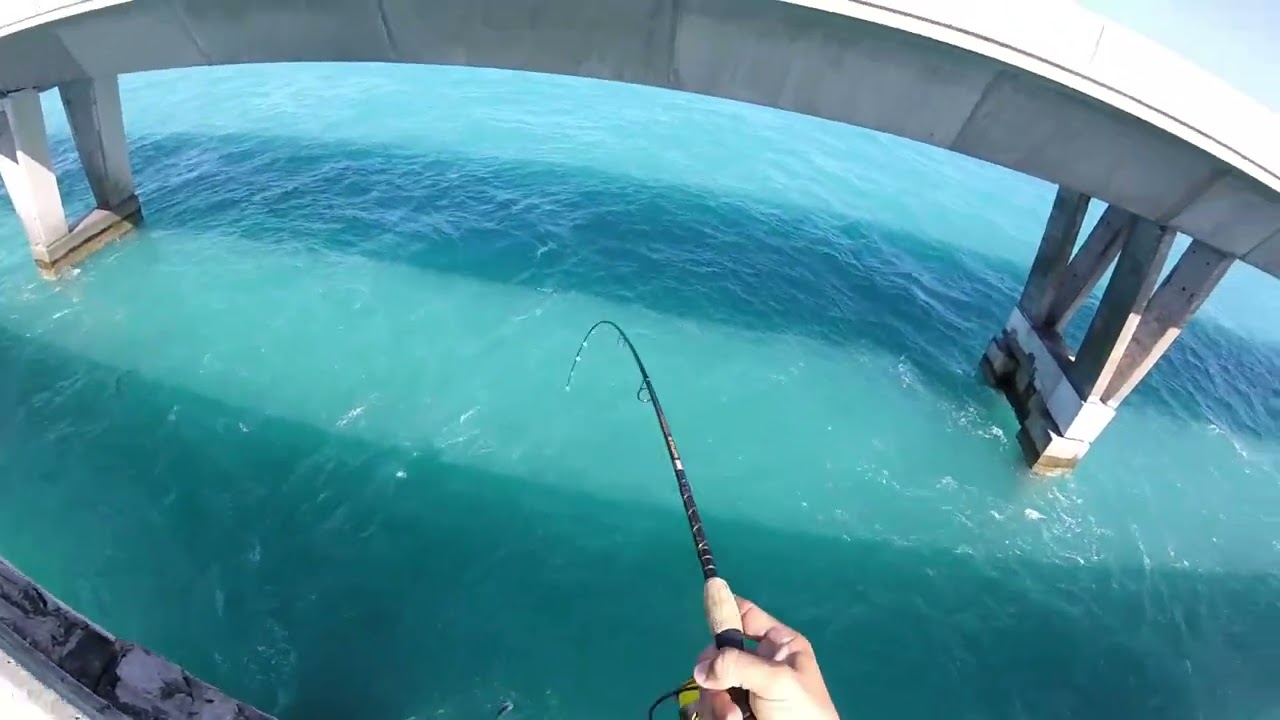 Bridge Fishing the Florida Keys - Black Grouper, Mutton Snapper, Yellowtail Snapper
