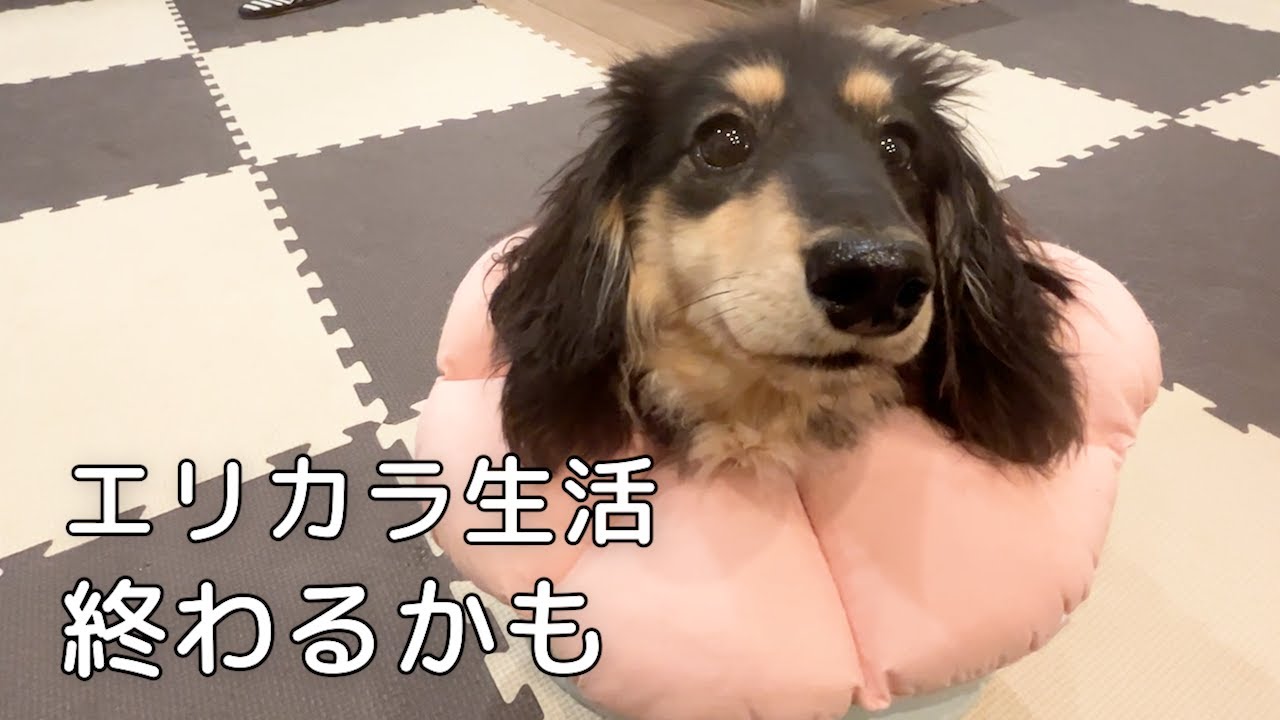 ヤマト手術頑張ります