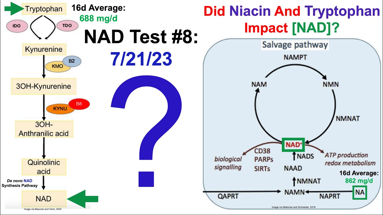 Tryptophan + Niacin: No Additive Effect On NAD, Relative To Niacin Alone