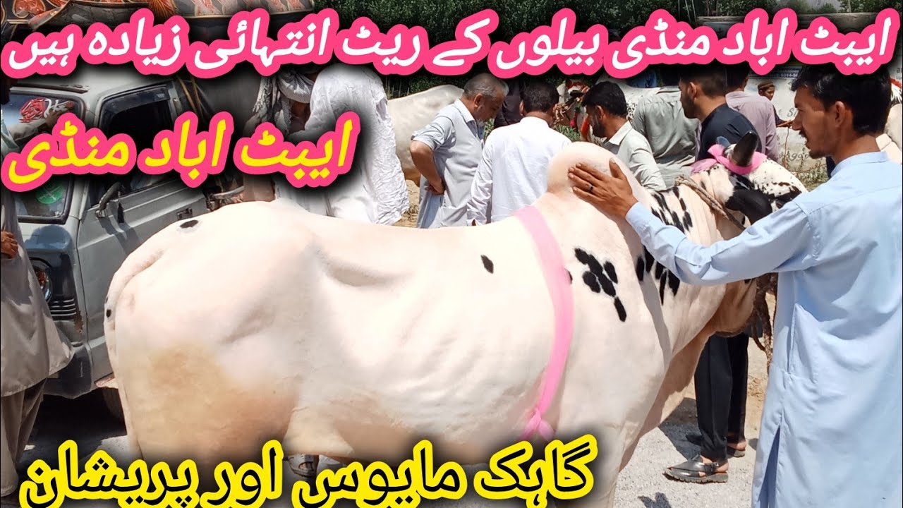 abbottabad Eid Mandi new updates 16-6-2024#bulls|by Sajjad Khan vlog