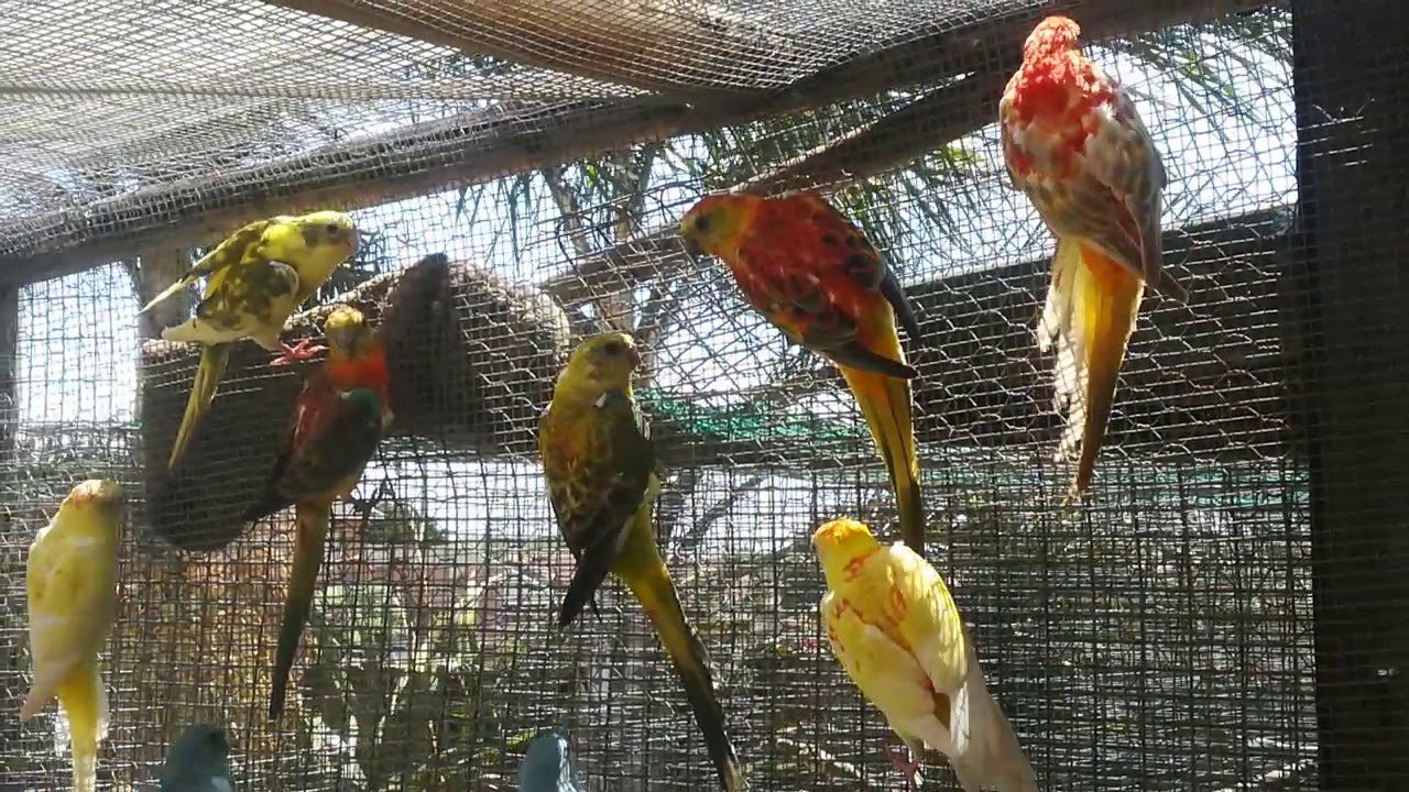 Red rumps 2017 juveniles