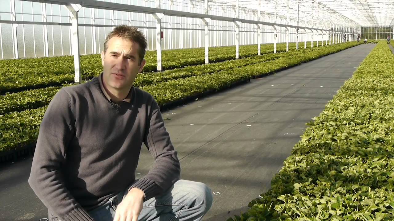 Klantervaring: Vissers Aardbeiplanten BV