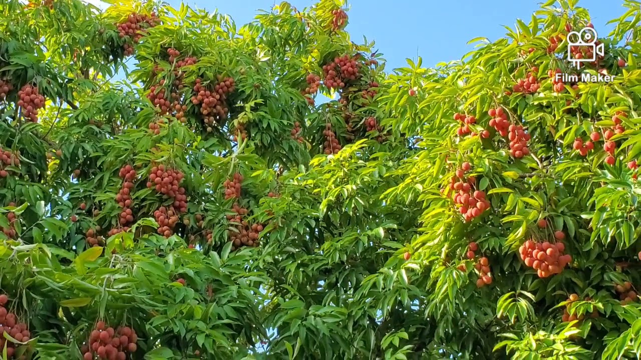 asi son los arboles frutales en el sur de la florida. vean los ricoa liches