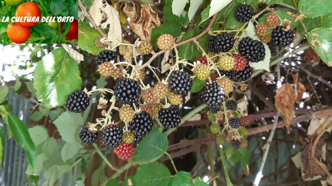 Le More. Dove nascono e come si raccolgono le More. Il liquore di More e le More sciroppate.