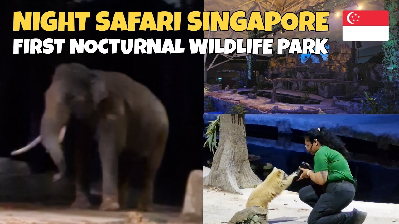 NIGHT SAFARI SINGAPORE | WORLD'S FIRST NOCTURNAL ZOO | Jeff Rivera